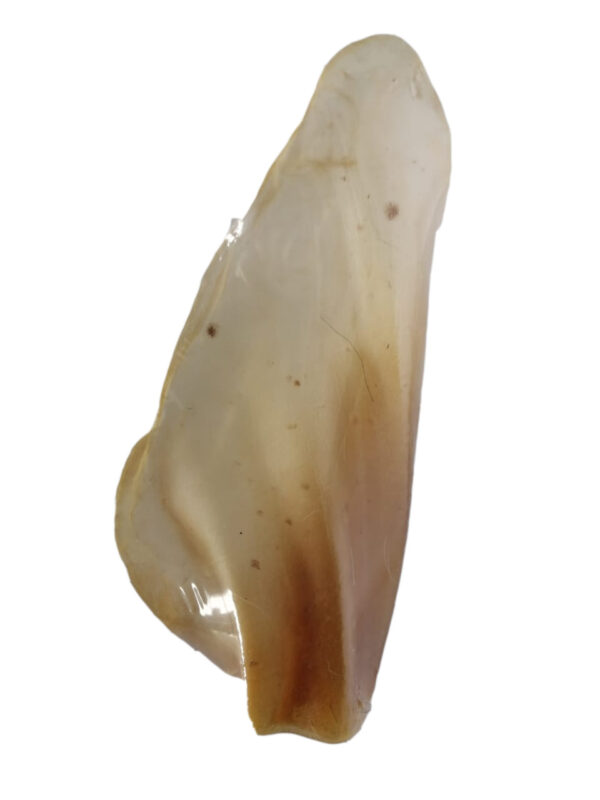 ORELHA  BOVINA NATURAL DESIDRATADA 1 PC